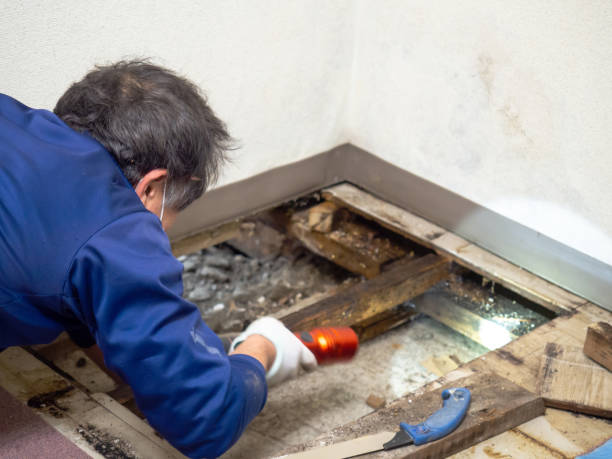 Best Attic Mold Removal  in Tuckerman, AR