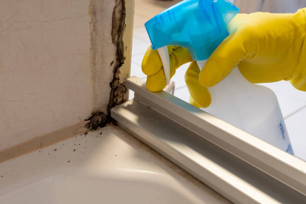 Best Affordable Mold Removal  in Tuckerman, AR
