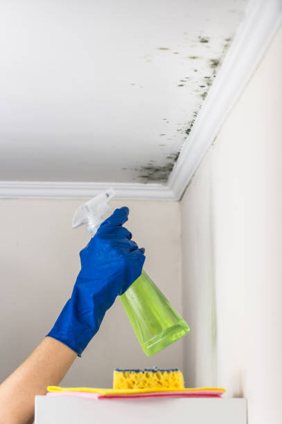 Best Mold Remediation  in Tuckerman, AR